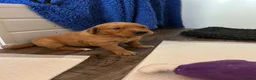 Golden Retriever dogs for sale: Beautiful dark red golden retriever puppies  - Advert 13