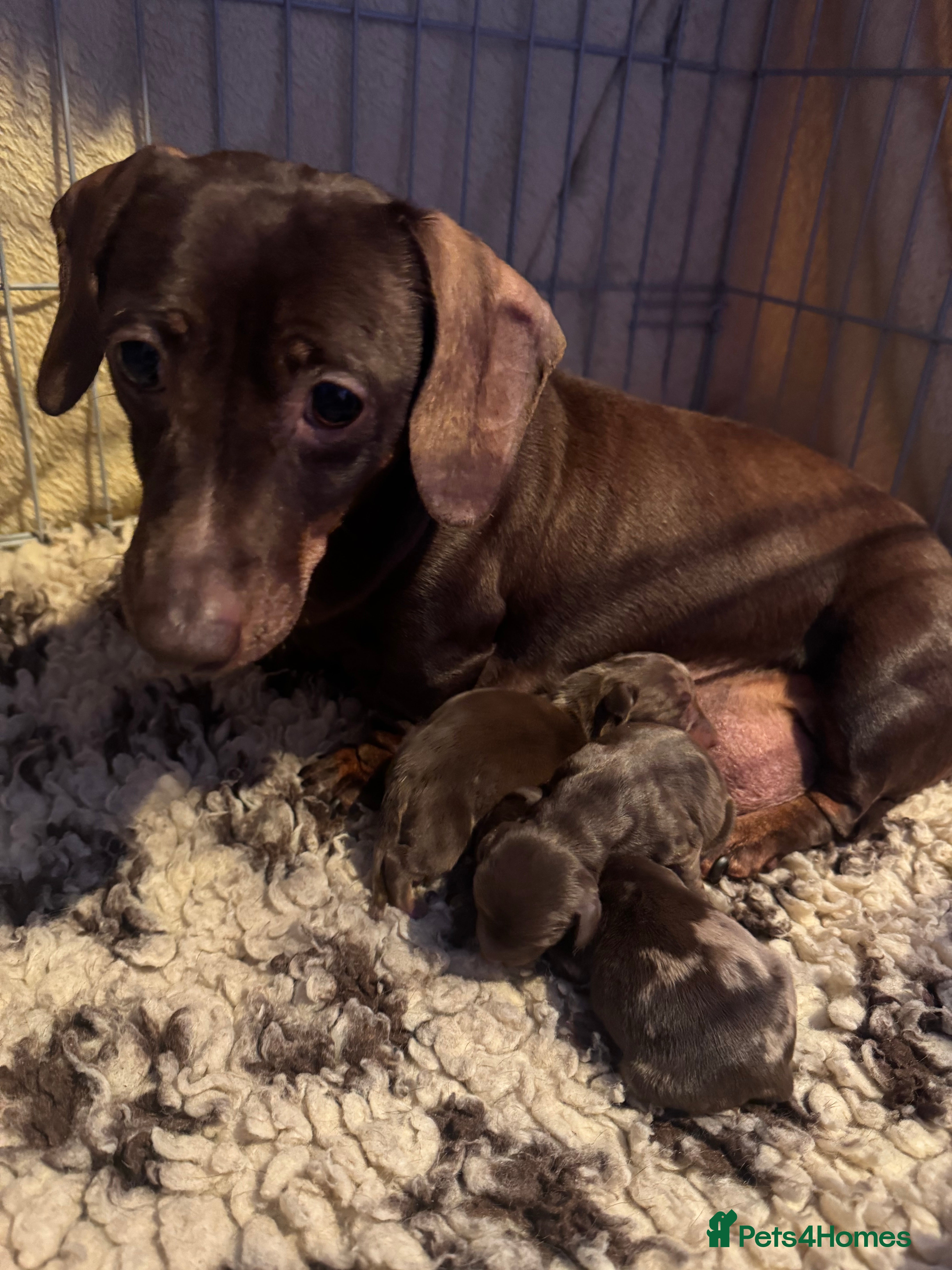 Miniature Dachshund dogs Stunning top quality short legged mini dachshunds - Advert 1