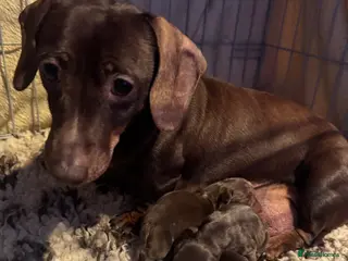 Miniature Dachshund dogs Stunning top quality short legged mini dachshunds - Advert 1