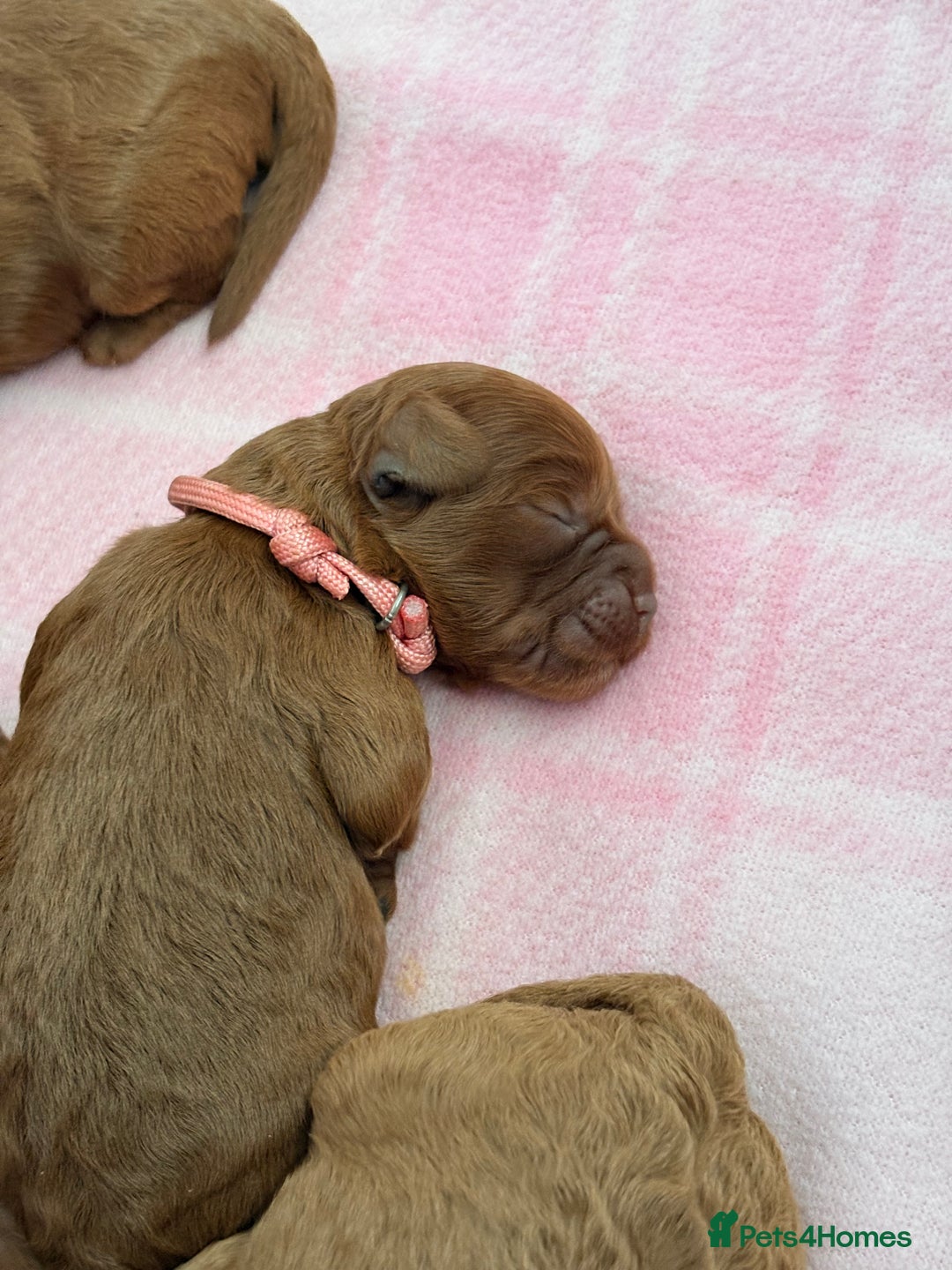 Cockapoo dogs for sale: 4 Stunning Fox Red F1b Toy Cockapoos  - Advert 29