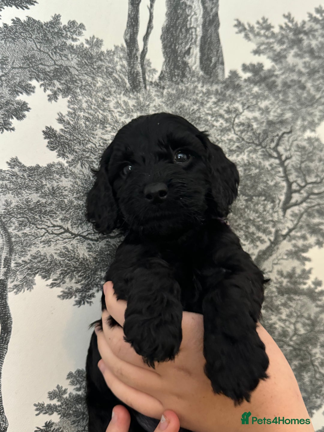 Cockapoo dogs for sale: F1 Cockapoo Puppies - Image 9