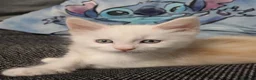 Maine Coon cats for sale: 5 beautiful male coon males  - Advert 4