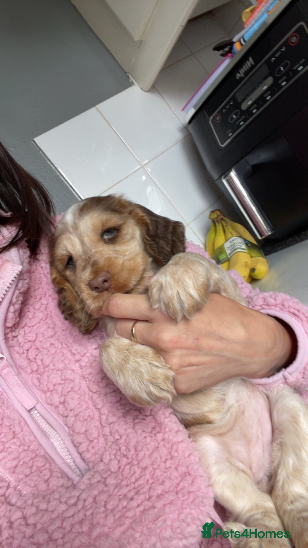 Cocker Spaniel dogs for sale: Show cocker spainel  - Image 6