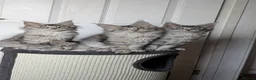 Maine Coon cats for sale: Maine coon kittens ready to leave now - Advert 17