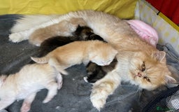 Mixed Breed cats for sale: Health Tested Perdolls - Image 10