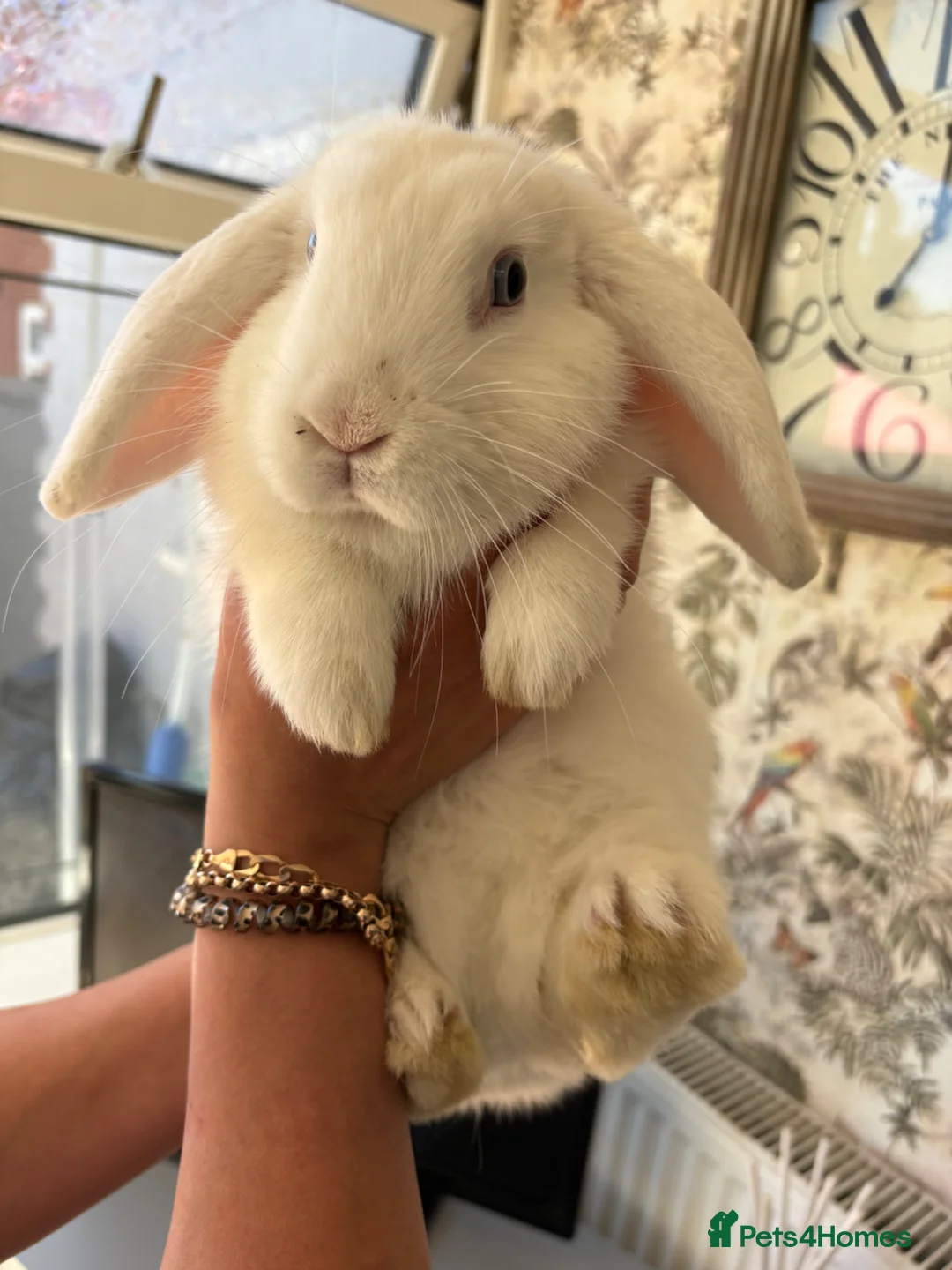 Mini Lop rabbits for sale: 6 month old female Mini Lop  - Advert 1