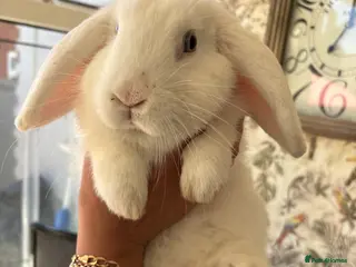 Mini Lop rabbits 6 month old female Mini Lop - Advert 6