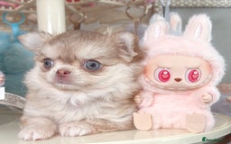 Chihuahua dogs for sale: Long haired chihuahua girl  - Image 2