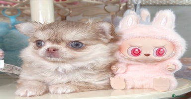 Chihuahua dogs - Advert 7