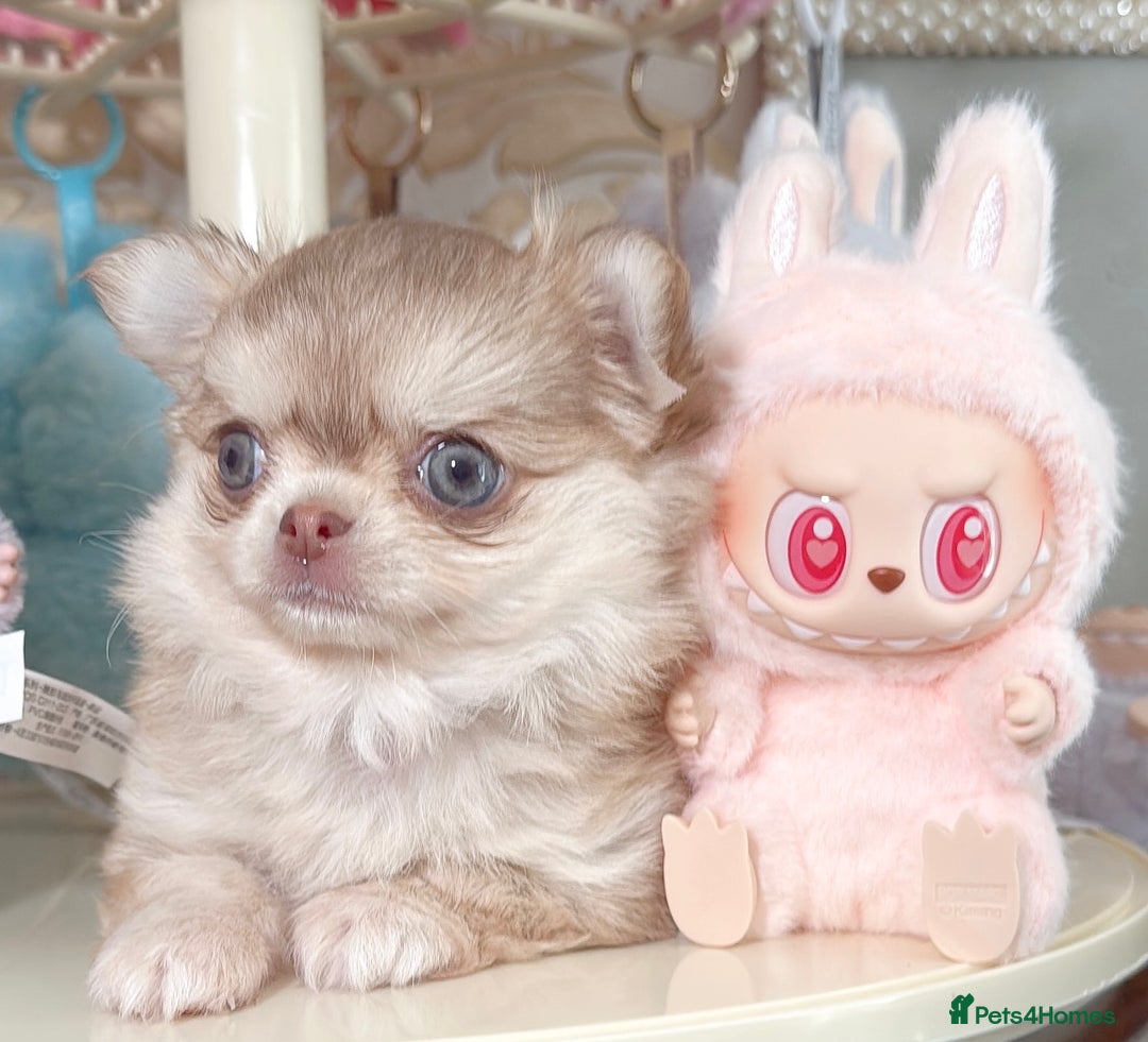Chihuahua dogs for sale: Long haired chihuahua girl  - Image 2