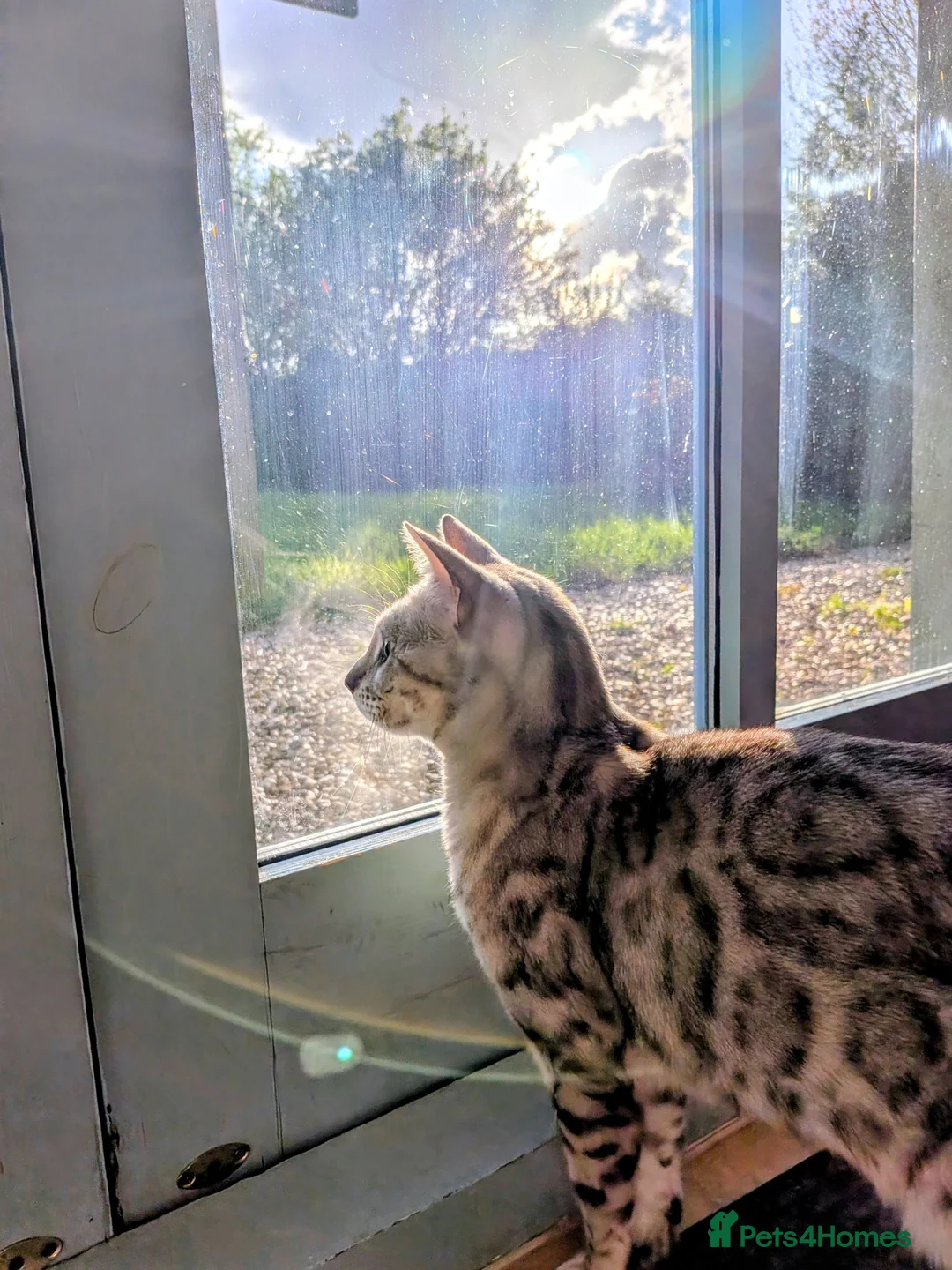 Bengal cats for sale: Silver Bengal cat looking for new rural home in Deal - Advert 11