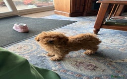 Toy Poodle dogs for sale: Quality fox red toy poodle male puppy - Advert 2