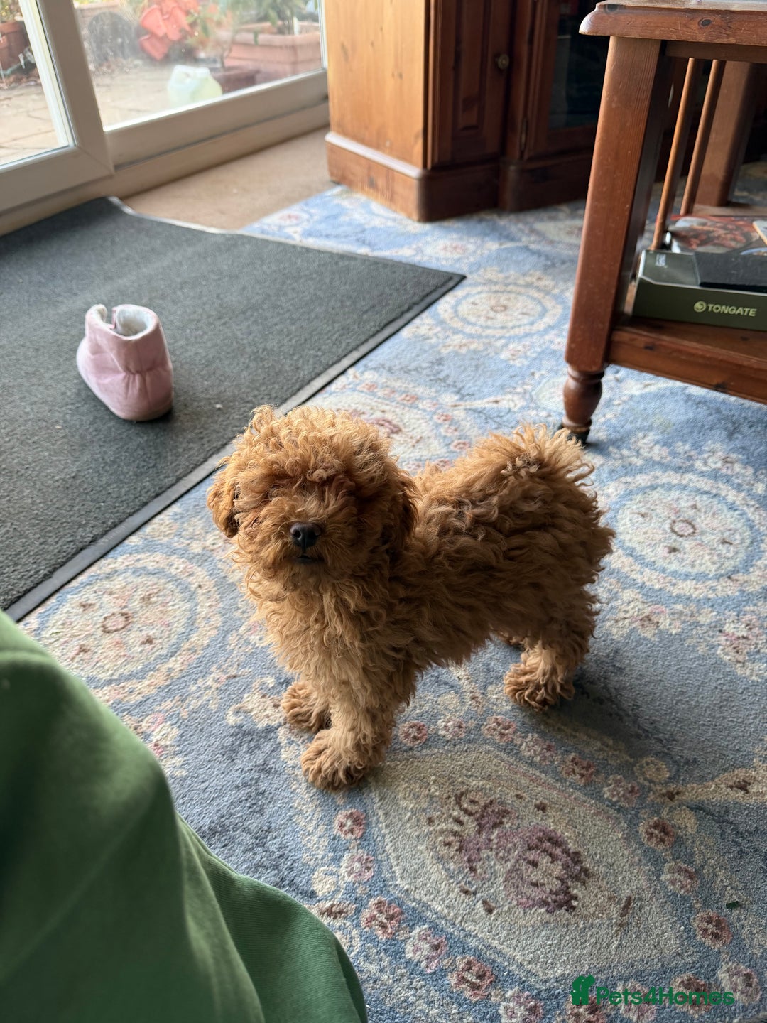 Toy Poodle dogs for sale: Quality fox red toy poodle male puppy - Advert 2