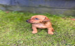 Mixed Breed dogs for sale: Border terrier x patterdale puppies  - Image 3