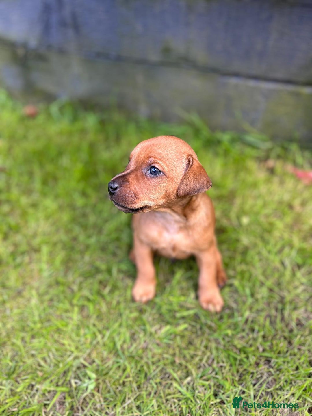Mixed Breed dogs for sale: Border terrier x patterdale puppies  - Image 3