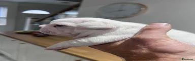 French Bulldog 2