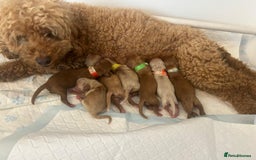 Cavalier King Charles Spaniel dogs for stud: Handsome Cavalier King Charles for Stud - Image 3