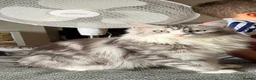 Maine Coon cats for sale: Beautiful Maine Coon Kittens  - Advert 17