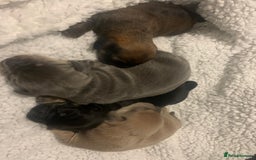 French Bulldog dogs for sale: French bulldog puppies - Image 9