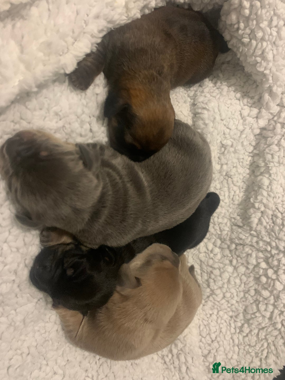 French Bulldog dogs for sale: French bulldog puppies - Image 9