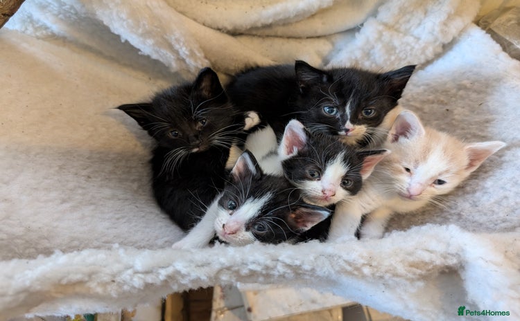 Domestic Shorthair cats - Advert 9