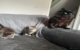 Mixed Breed cats for sale: Kittens adorable  - Image 3