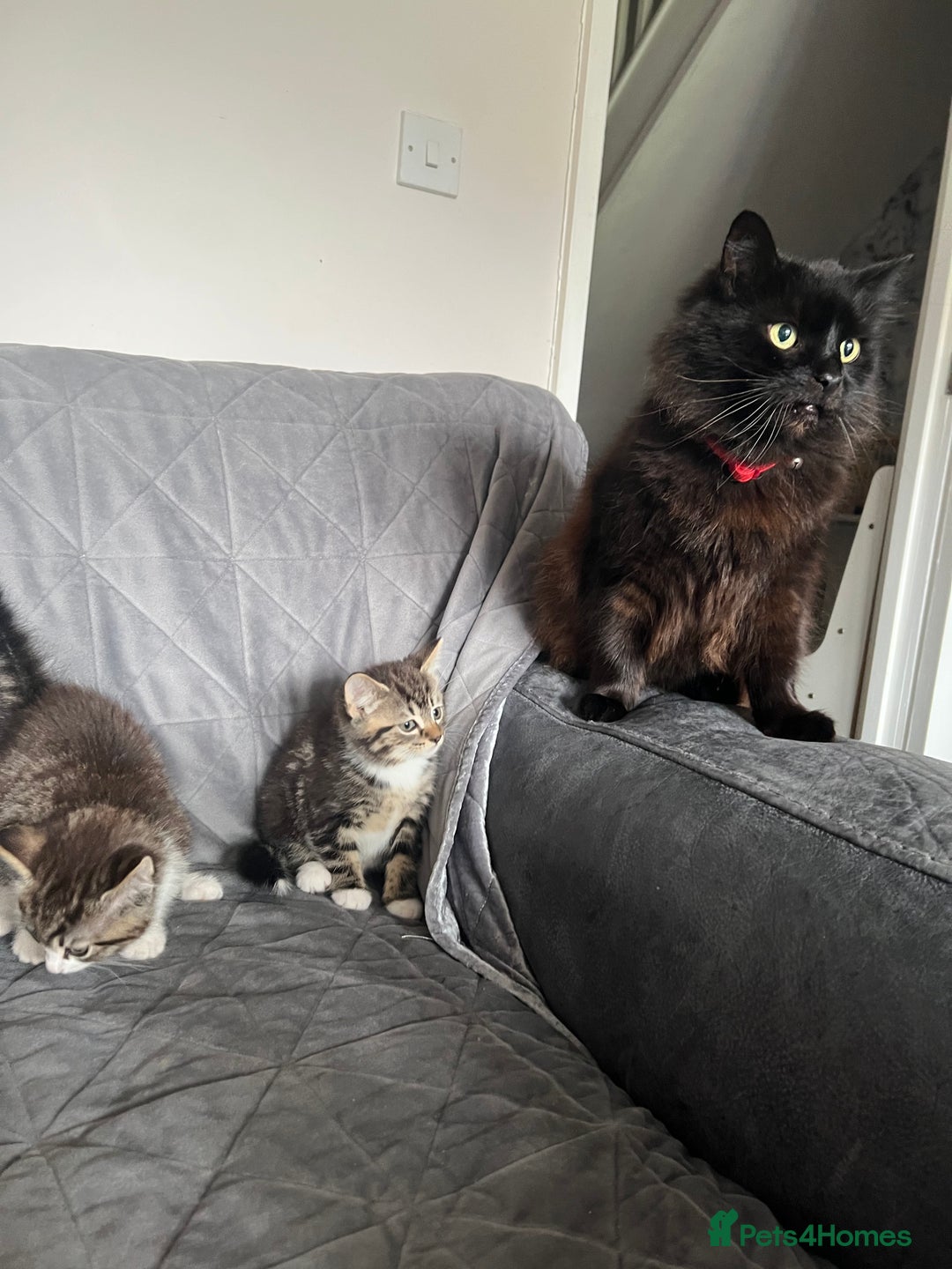 Mixed Breed cats for sale: Kittens adorable  - Image 3