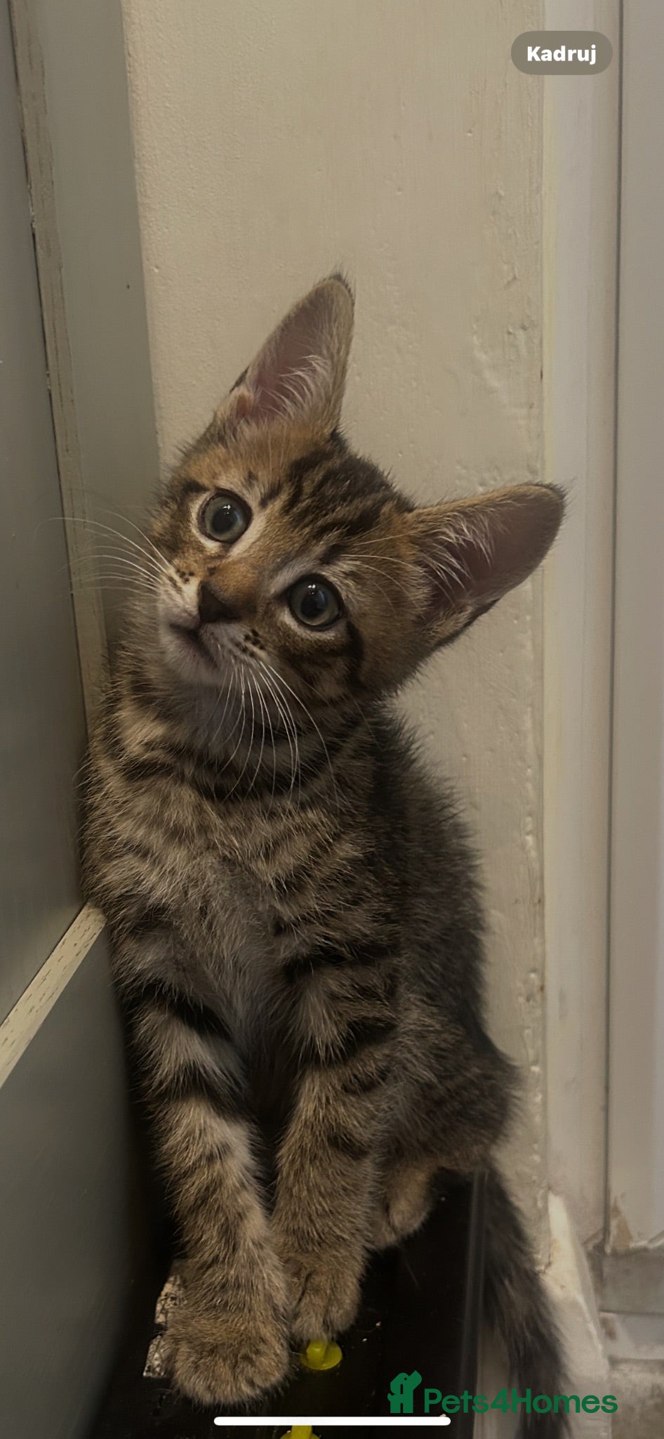 Mixed Breed cats Kittens  - Advert 6