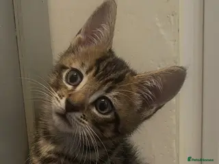 Mixed Breed cats Kittens - Advert 6