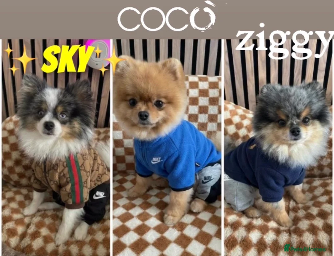 Pomeranian dogs for stud: 💙✨BLUE & HAZEL EYES 👀 EXPERIENCED POM STUDS🏆 - Advert 1