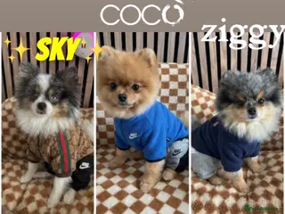 Pomeranian dogs 💙✨BLUE & HAZEL EYES 👀 EXPERIENCED POM STUDS🏆 - Advert 3