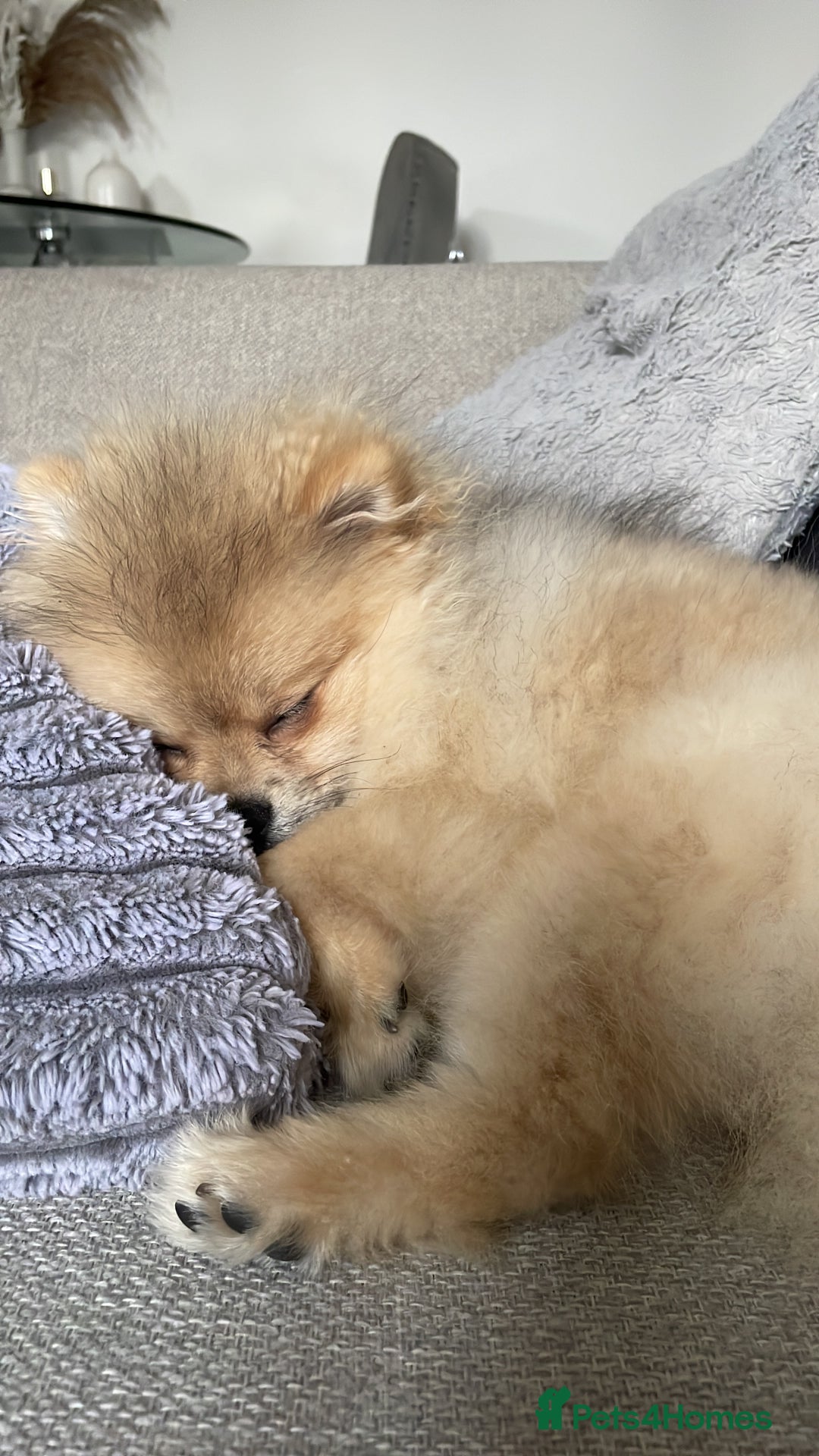 Pomeranian dogs for sale: Beautiful Pomeranian Boy - Image 3