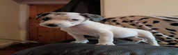 Staffordshire Bull Terrier dogs for sale: Beautiful Merle Staffy pups - Advert 11