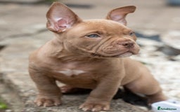 American Bully dogs for sale: ABKC Registered Pocket Bully Puppies in Wolverhampton - Image 4