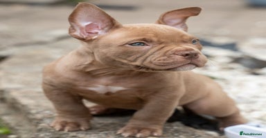 American Bully dogs in Wolverhampton - Advert 7