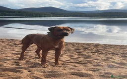 Rhodesian Ridgeback dogs for sale: Stunning Rhodesian RidgeBack Pups.. - Image 17