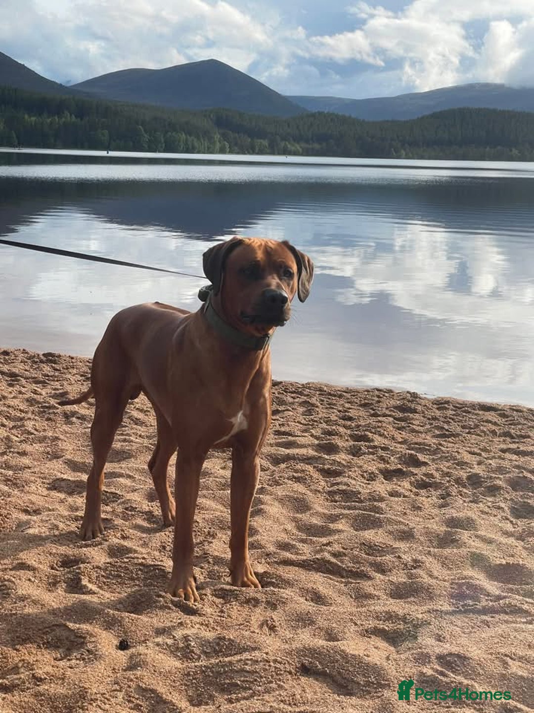Rhodesian Ridgeback dogs for sale: Stunning Rhodesian RidgeBack Pups.. - Image 17