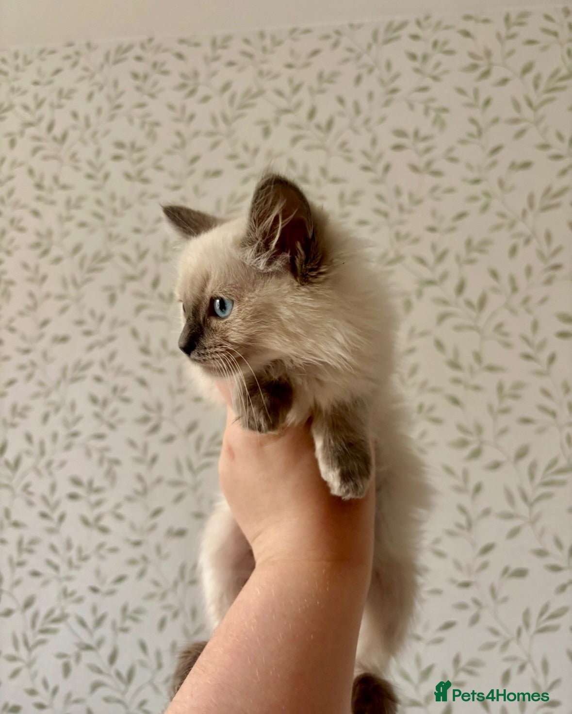 Ragdoll cats Last two GCCF registered ragdolls ready now  - Advert 2