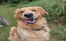 Golden Retriever dogs for sale: ✨ Golden Retriever Puppies Due 1st December ✨ - Image 4