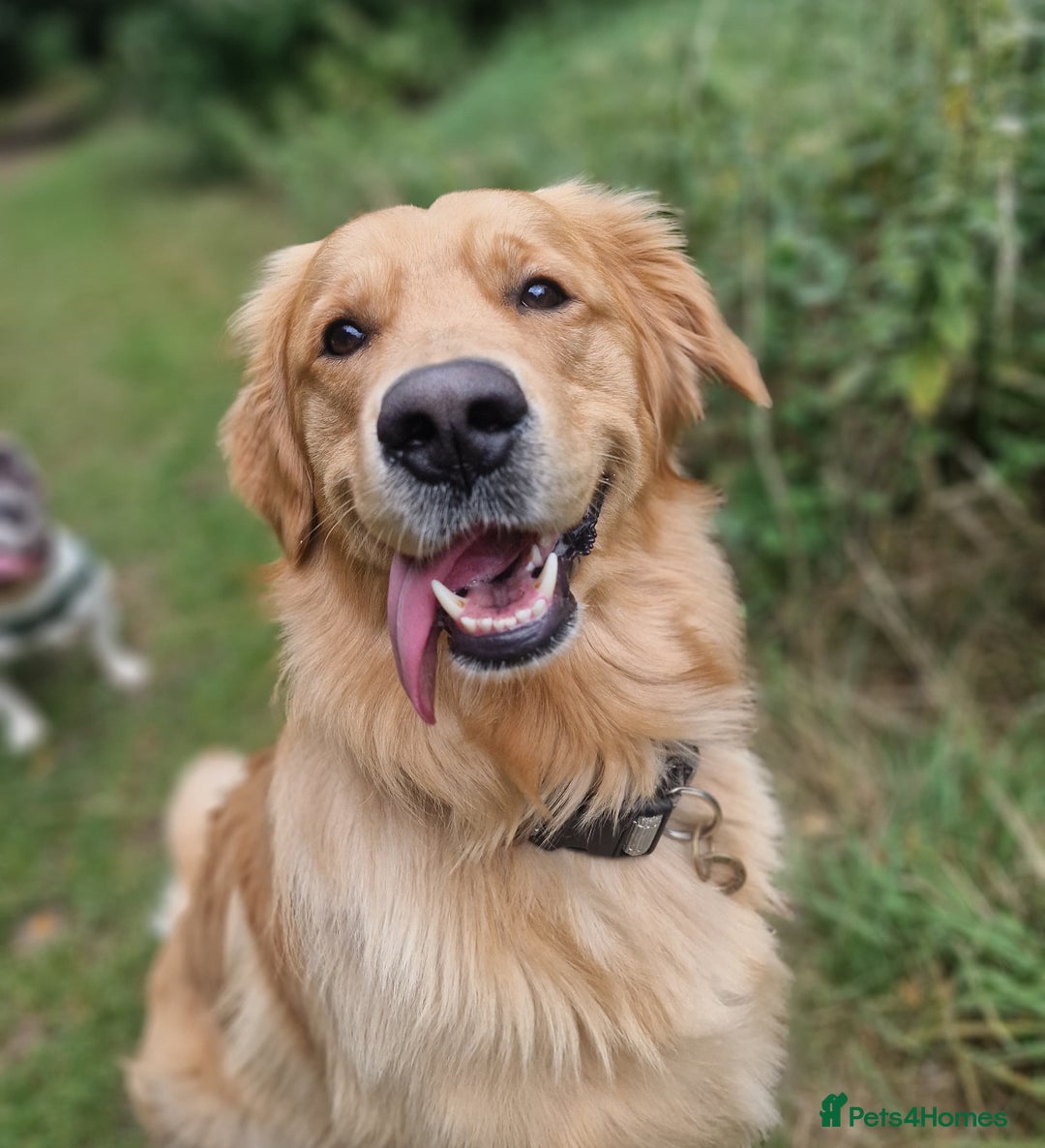 Golden Retriever dogs for sale: ✨ Golden Retriever Puppies Due 1st December ✨ - Image 4
