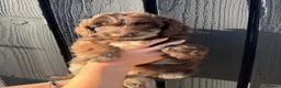 Cockapoo dogs for sale: ✨Ready now ✨ F1B Cockapoo Puppies 4 Left  - Advert 16