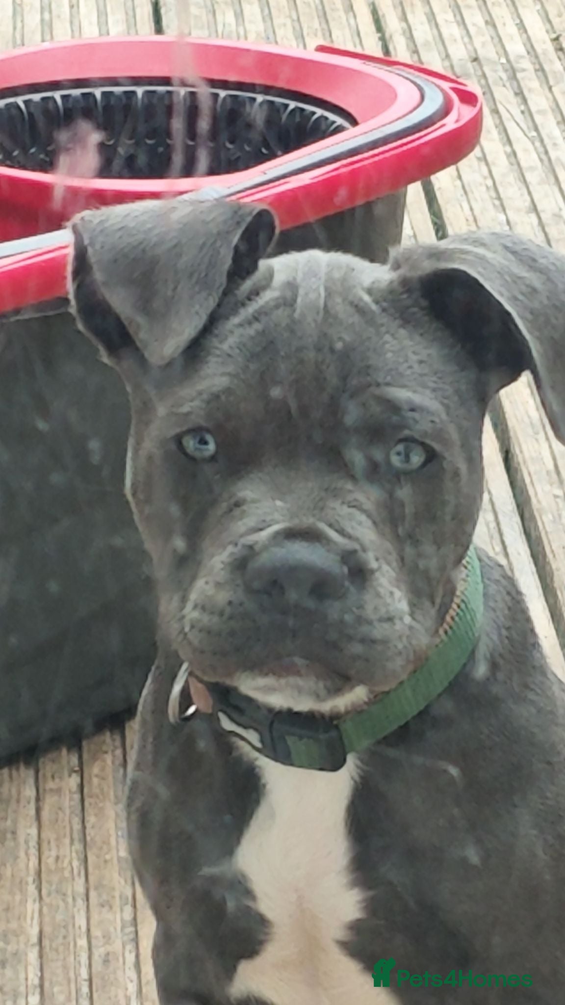 Mixed Breed dogs 13 week old blue staff x fluffy Frenchie  - Advert 1
