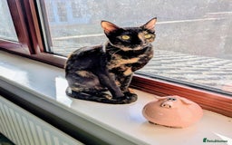 Mixed Breed cats for adoption: Bonded Sisters Lana and Reya 💕 - Image 3