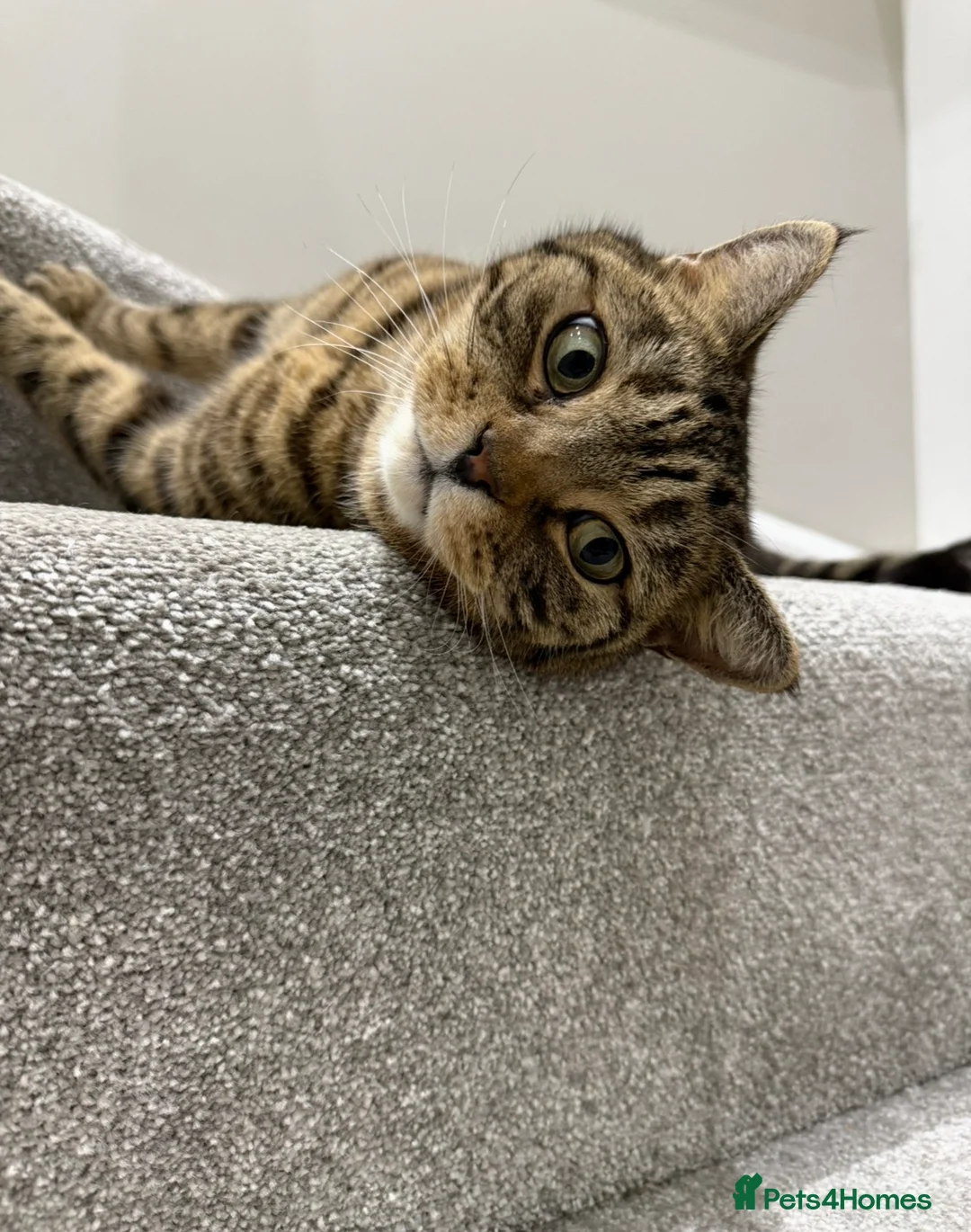 British Shorthair cats for sale: Dave & Ted British Shorthair Brothers - Advert 2