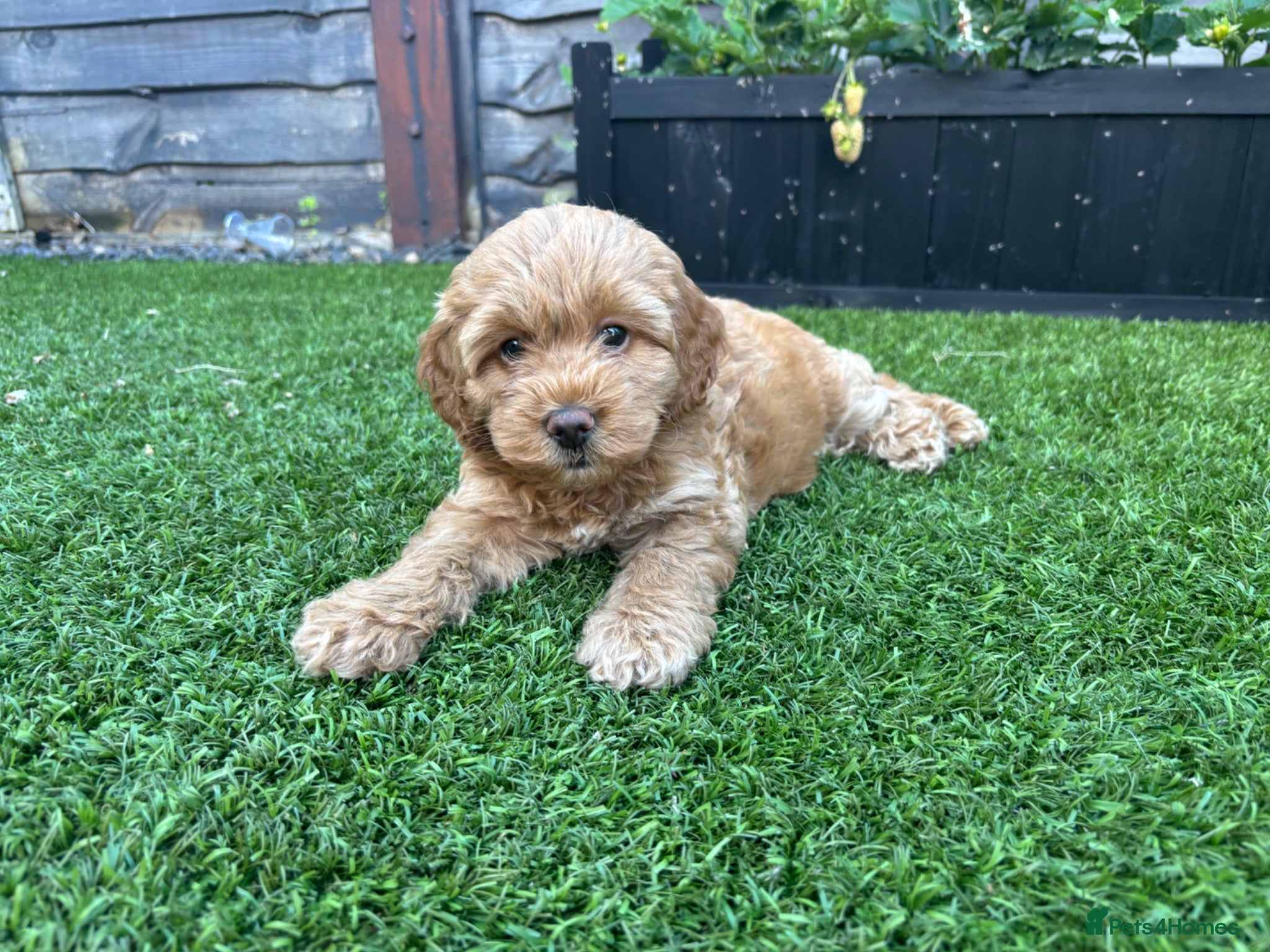 Cockapoo dogs Apricot Cockapoo Bitch - Advert 2
