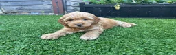 Cockapoo dogs for sale: Apricot Cockapoo Bitch in Stourport-on-Severn - Advert 1