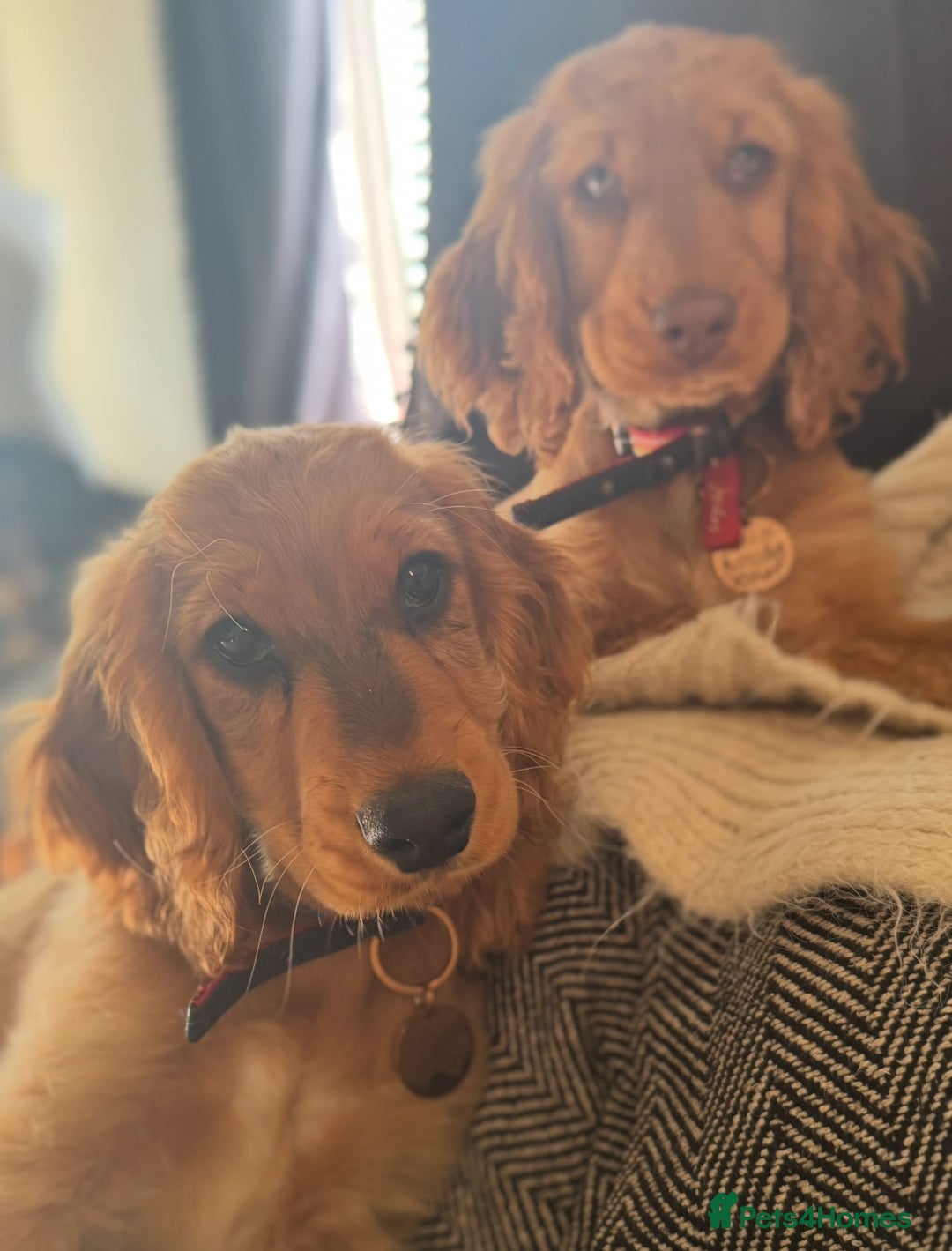 Cocker Spaniel dogs for sale: 2 x Show cocker spaniels (Red) - Image 14