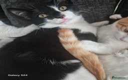 Mixed Breed cats for sale: 3 months old kittens available - Image 3