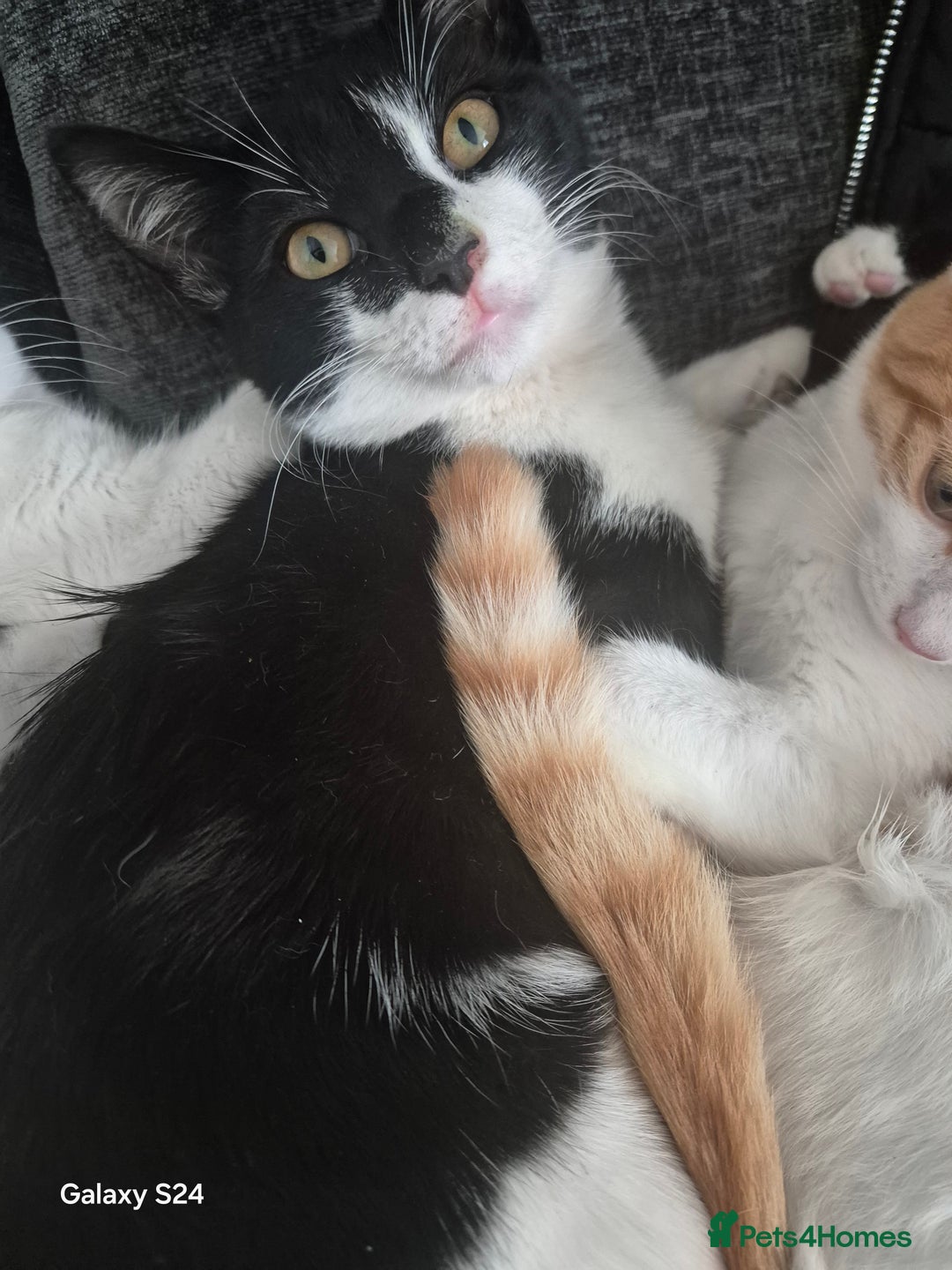 Mixed Breed cats for sale: 3 months old kittens available - Image 3