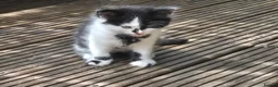 Mixed Breed cats for sale: Cute kittens for sale (NEED GONE ASAP) - Advert 6
